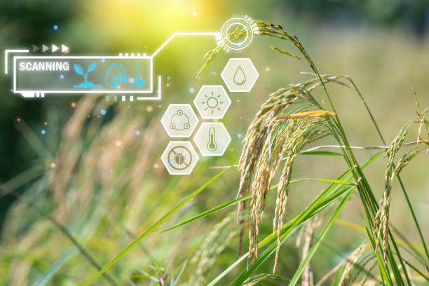 istock Smart Farm, Nature of rice field on rice paddy 1467210970