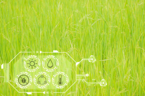 istock Smart Farm, Nature of rice field on rice paddy 1467210979