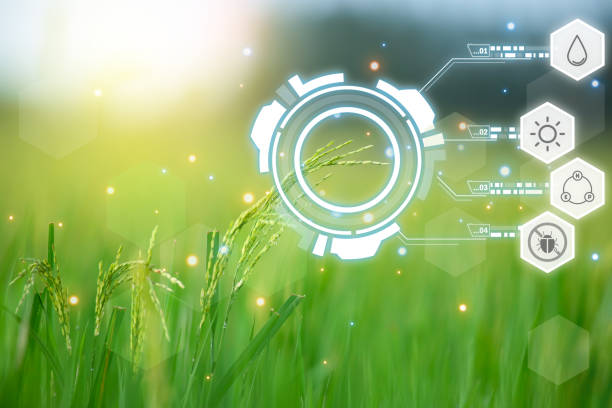 istock Smart Farm, Nature of rice field on rice paddy 1467211040