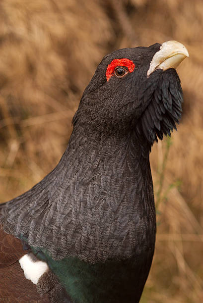 Capercaillie (Tetrao urogallus) Capercaillie (Tetrao urogallus) is a large Grouse native to Europe - and very rare in the UK. In the spring the males lek or display. capercaillie grouse grouse wildlife scotland stock pictures, royalty-free photos & images