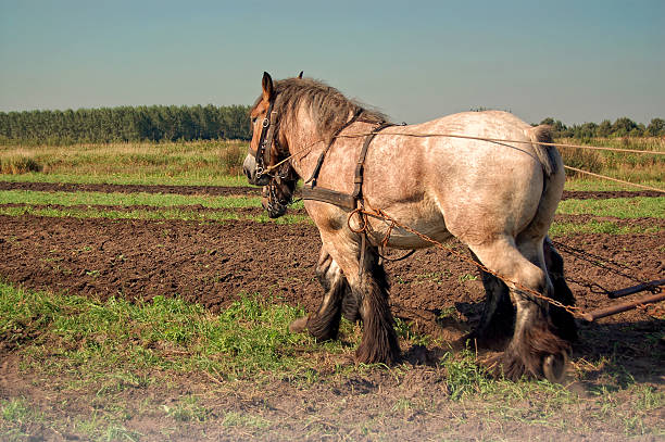 belge chevaux tirant une pression plow - belgian horse photos et images de collection