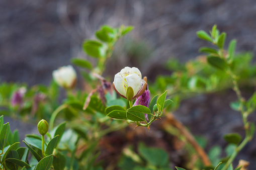 A mountain white flower capparis spinosa growing in a rock. Succulent with beautiful flowering.