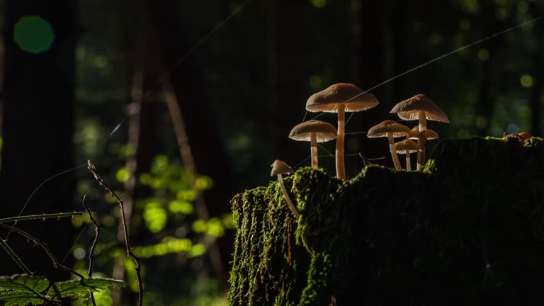 T/L Sun illuminates mushrooms growing on a tree stump