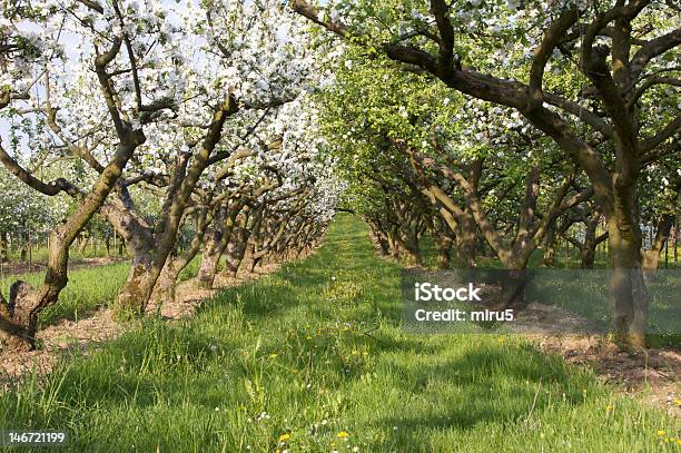 Flor Branca No Pomar De Macieiras - Fotografias de stock e mais imagens de Alimentação Saudável - Alimentação Saudável, Ao Ar Livre, Botânica - Ciência de plantas