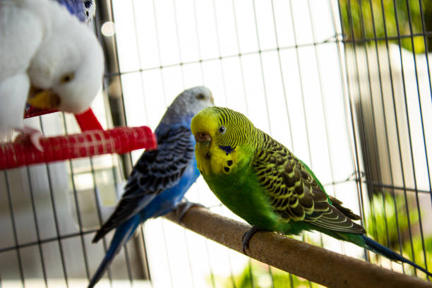 istock Cute young happy Green yellow factor budgie parakeet perched by the window 1467212025
