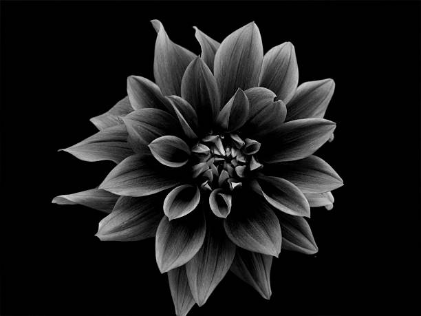 istock monochrome garden dahlia 146721213