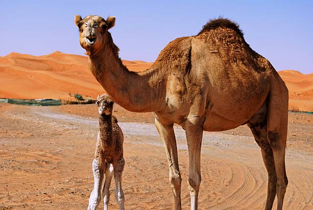 istock baby camel and its mother 146721262