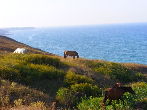 Some horses eating grass at a blue sea background, south Black Sea coast in Bulgaria, close to the village Sinemorets. The village of Sinemoretz lies in the skirts of the Strandzha Mountain in the middle of a natural reserve.