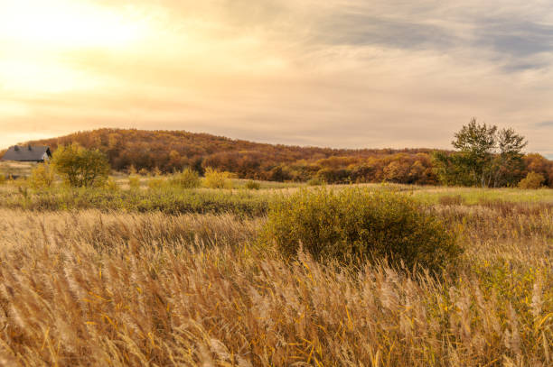 istock Autumn landscape, view of the forest 1467214927