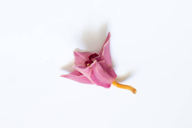 istock wilted orchid flower on a white background close-up 1467216155