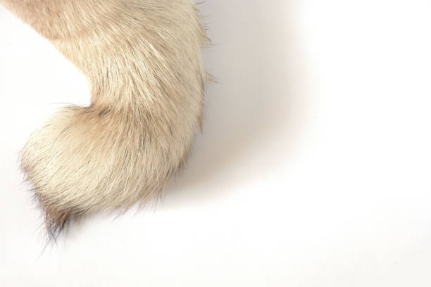 istock pug dog tail on isolated background close-up 1467216194