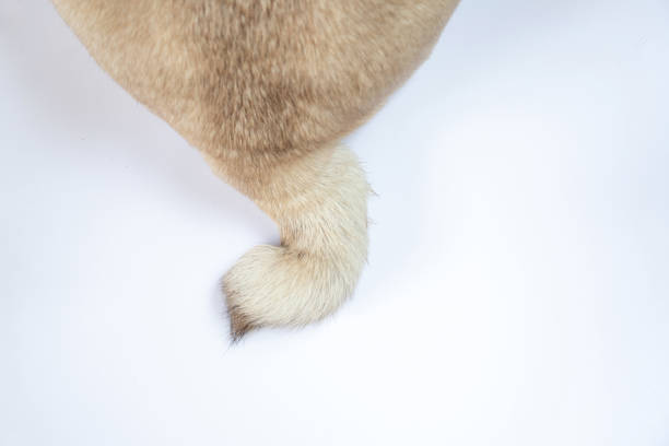 istock pug dog tail on isolated background close-up 1467216218