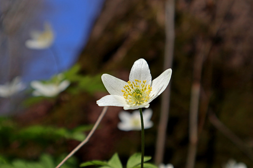 Wood anemone in spring - Anemone nemorosa