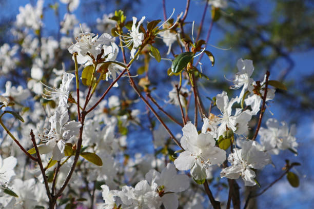 istock White rhododendron flowers close-up. 1467217558