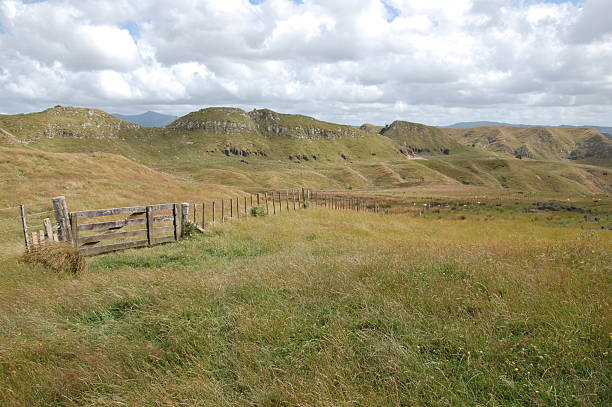 Karamu walkway New Zealand stock photo