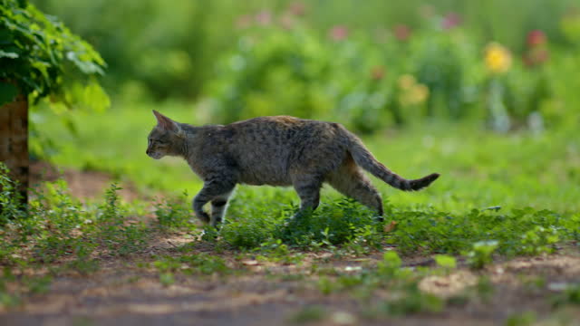 gray stray cat walking in garden in summer day, pet stepping on green grass, 4K, Prores