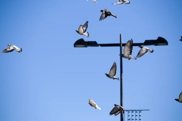 istock flying birds formation of pigeons many  isolated for backgound 1467219286