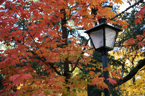 Red and Orange Maple Leaves and a Lantern Light Post