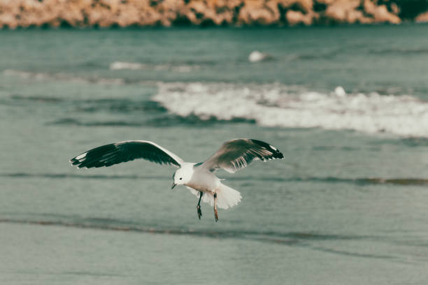 Freedom Concept
