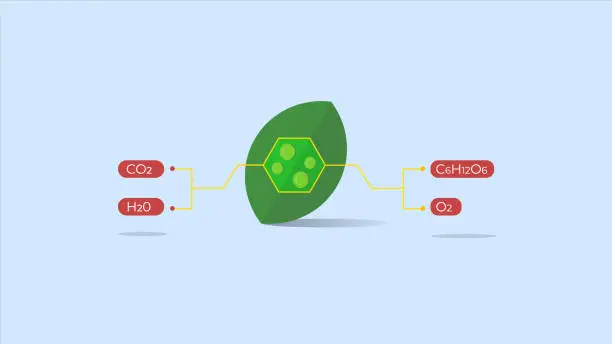 Vector illustration of illustration the process of photosynthesis. conversion of carbon dioxide and water to glucose and oxygen