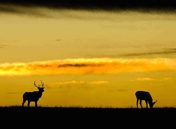 istock Silhouette of American Elk 146722141