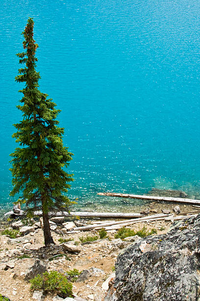 Tree on Moraine Lake stock photo