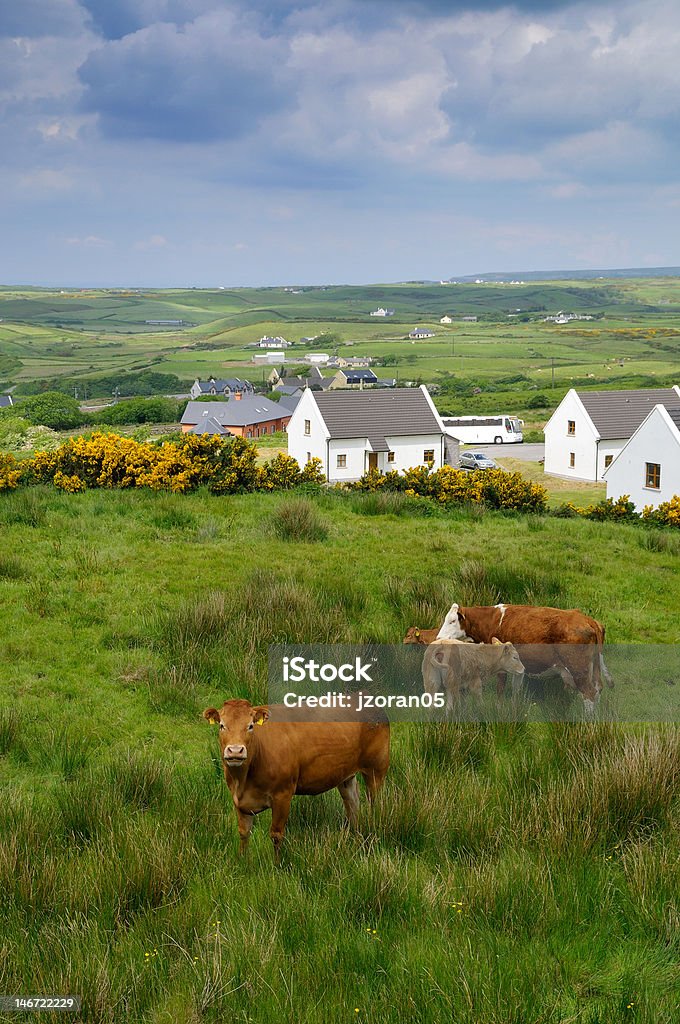 Costa oeste de Irlanda con resorte - Foto de stock de Acantilados de Moher libre de derechos