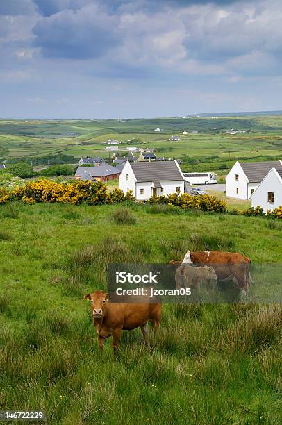 West Coast Of Ireland W Spring - zdjęcia stockowe i więcej obrazów Klify Moher - Klify Moher, Bez ludzi, Bydło domowe