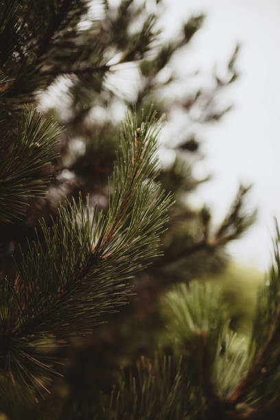 Pine tree branches