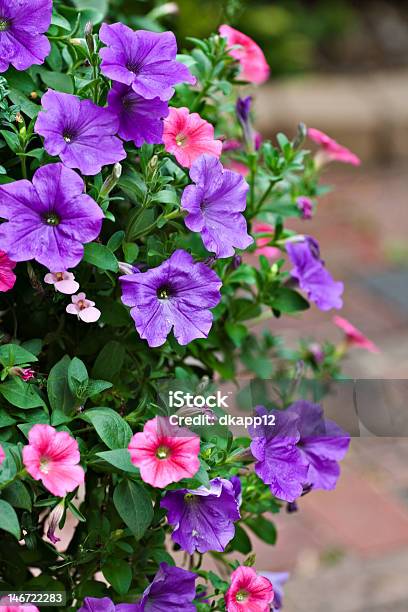 Rosa E Roxo Pentunias - Fotografias de stock e mais imagens de Anual - Caraterística da planta - Anual - Caraterística da planta, Arranjo, Beleza natural