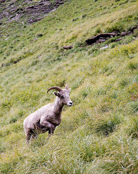 istock Bighorn Sheep walking up a mountain slope 146722322