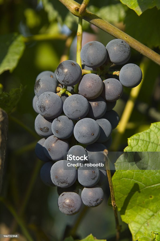 Uva - Foto de stock de Agricultura libre de derechos