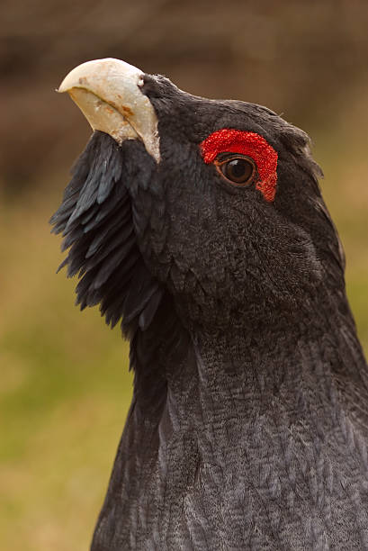 Capercaillie (Tetrao urogallus) Capercaillie (Tetrao urogallus) is a large Grouse native to Europe - and very rare in the UK. In the spring the males lek or display. capercaillie grouse grouse wildlife scotland stock pictures, royalty-free photos & images