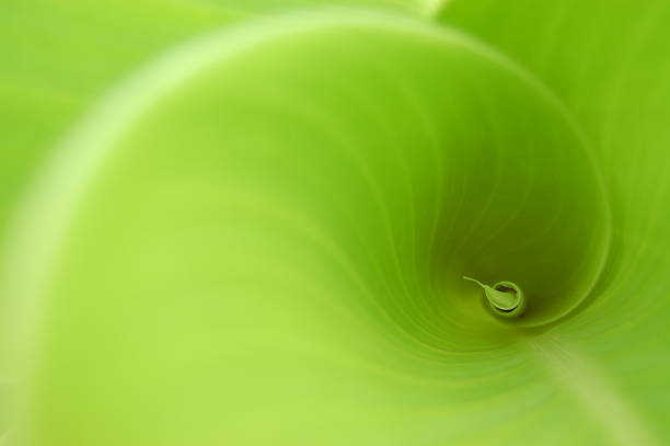 istock A close-up of a green spiral leaf 146722680