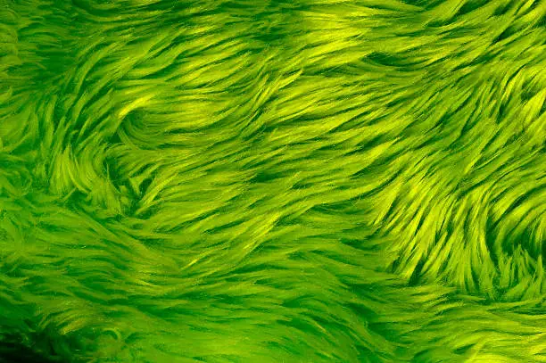 A close-up of an green fake fur, might be a carpet. Or a green scary monster!