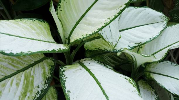 istock Dieffenbachia amoena with background dark 1467227138