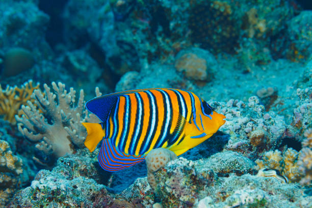 vida marina del pez ángel real. escena submarina con coral y peces. punto de vista del buceador. - beauty in nature coral angelfish fish fotografías e imágenes de stock