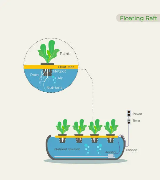 Vector illustration of Illustration of Hydroponic using Floating Raft, Deep Water Culture (DWC)