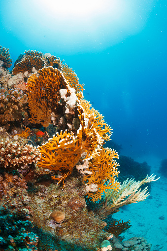 Sea life. Coral reef Underwater scene with Fire coral  Coral sea. Scuba Diver Point of View.
