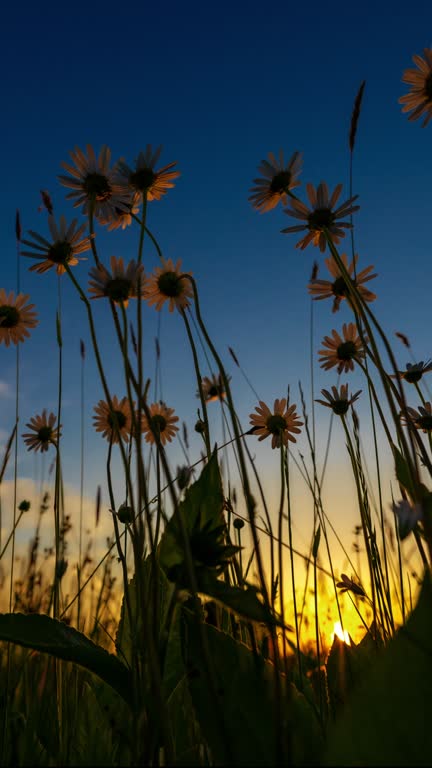 T/L VERTICAL Low angle shot of daisies in the meadow at sunrise