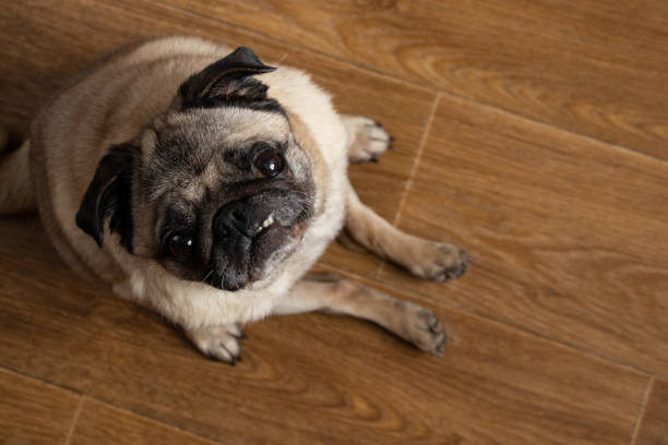 istock pug dog sitting on the floor in the kitchen 1467230678