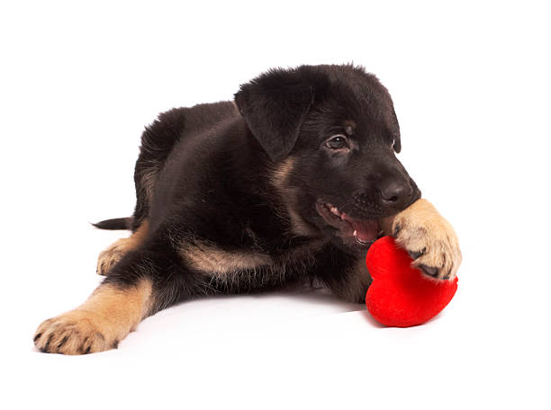 istock The puppy holds heart in paws 146723097