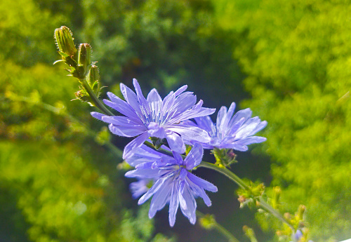 Beautiful summer blossom Cichórium intybus.