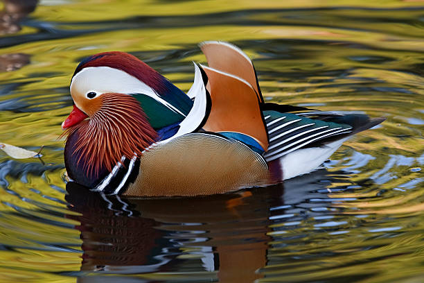 istock Profile of a Mandarin Duck 146723244