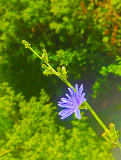 Beautiful blossom Cichórium intybus. Summer flora image close-up.
