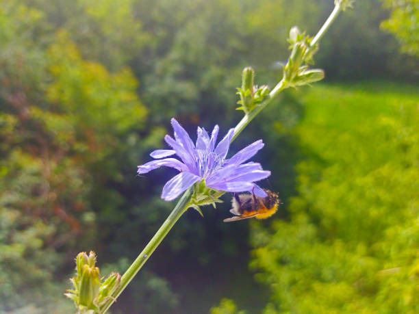 08/29/2025: The genus Megachile is a cosmopolitan group of solitary bees, often called leafcutter bees or leafcutting bees. Bee pollinating a flower