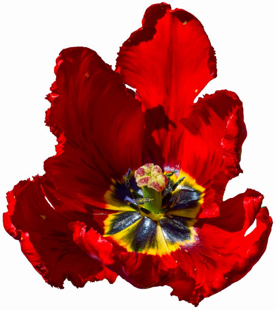 tulipan duży czerwony na białym tle koncepcja wiosna i wakacje. - flon zdjęcia i obrazy z banku zdjęć
