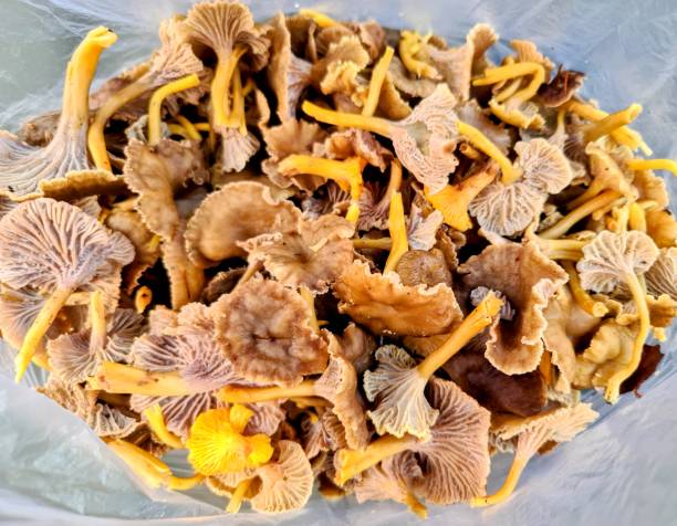 Close up of plenty of fresh delicious edible funnel wafer mushrooms Close up of plenty of fresh delicious edible funnel wafer mushrooms cantharellus tubaeformis stock pictures, royalty-free photos & images