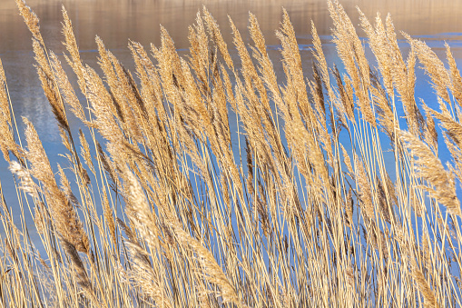 Reeds against the blue sky