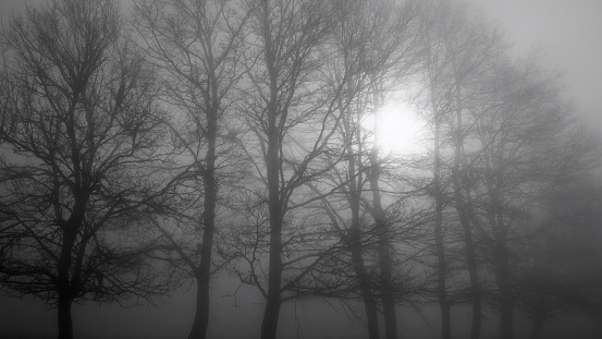 bare trees and the sun filtering through the fog on a winter morning